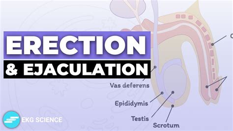 teen cum pic|Penis: Anatomy, Picture, Erection, and Ejaculation